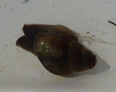 Campeloma decampi