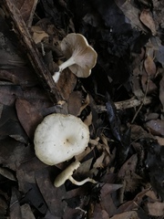 Clitocybe salmonilamella