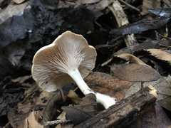 Clitocybe salmonilamella
