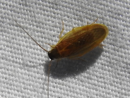 Schwarz's Hooded Cockroach photo 5