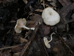Clitocybe salmonilamella
