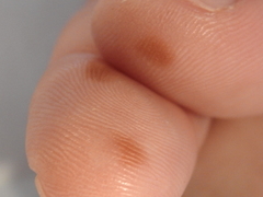 Brachinus adustipennis