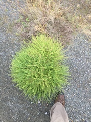 Lepidium ramosissimum