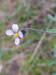 Diplopeltis huegelii