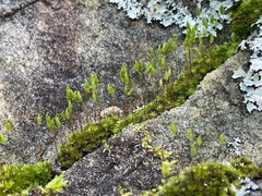 Bryum canariense