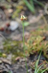 Tulbaghia acutiloba