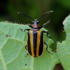 Lema confusa virgata