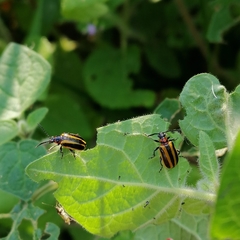 Lema confusa virgata