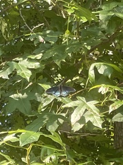 Limenitis arthemis