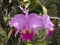 Cattleya trianae