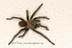 Aphonopelma moderatum