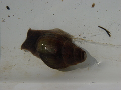 Campeloma decampi