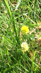 Trifolium campestre