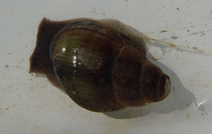 Campeloma decampi