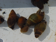 Campeloma decampi