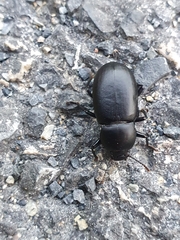 Coelometopus clypeatus