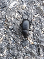 Coelometopus clypeatus