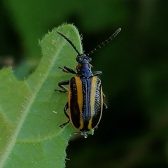 Lema confusa virgata