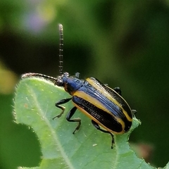 Lema confusa virgata