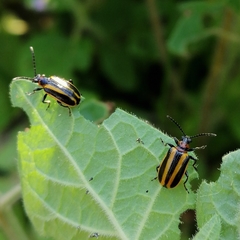 Lema confusa virgata