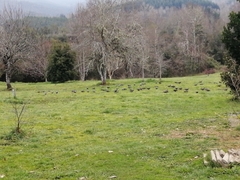 Patagioenas araucana
