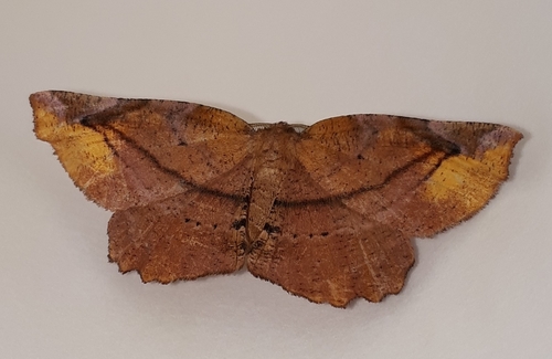 Apeira syringaria