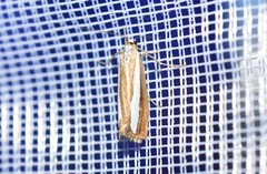 Catoptria pyramidellus