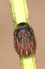 Odontoscelis lineola