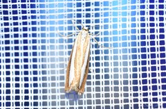 Catoptria pyramidellus