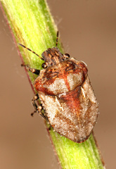 Phimodera flori