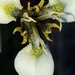 Moraea tricuspidata - Photo (c) Sally Adam, algunos derechos reservados (CC BY-NC), uploaded by Sally Adam