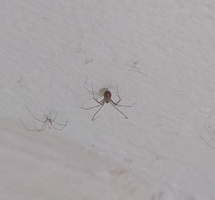 Pholcidae