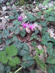 Cyclamen repandum