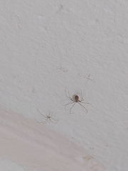 Pholcidae