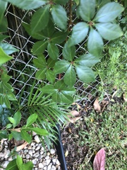 Parthenocissus quinquefolia