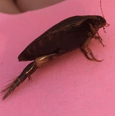 Acilius abbreviatus