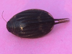 Acilius abbreviatus