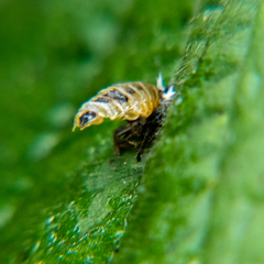 Cameraria ohridella