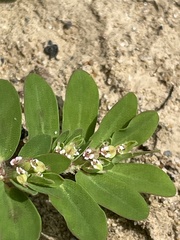 Euphorbia humistrata