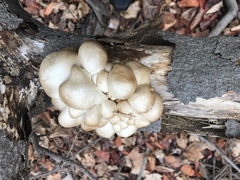 Pleurotus ostreatus