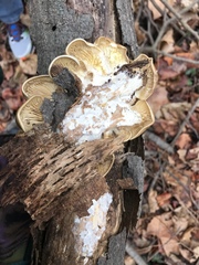 Pleurotus ostreatus