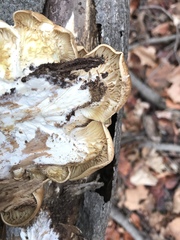Pleurotus ostreatus