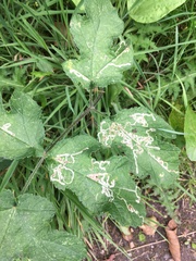 Phytomyza spondylii group
