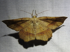 Euchlaena deplanaria