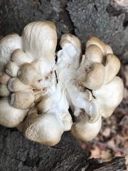 Pleurotus ostreatus