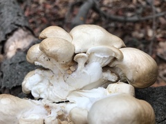 Pleurotus ostreatus