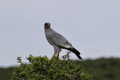 Melierax canorus canorus