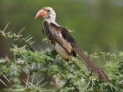 Tockus erythrorhynchus