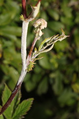 Podosphaera filipendulae