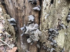 Auricularia